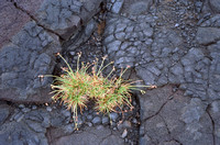 Grass in lava field